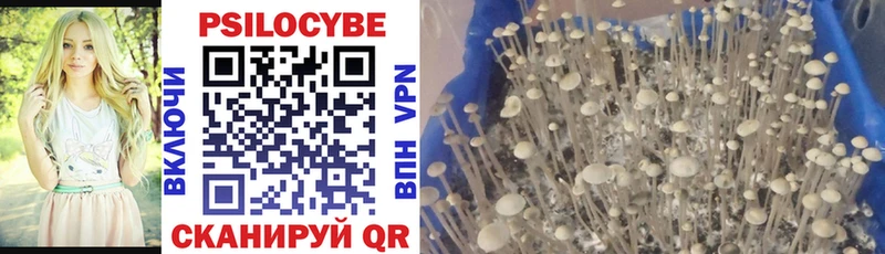 mega зеркало  Апрелевка  это телеграм  Галлюциногенные грибы Cubensis 